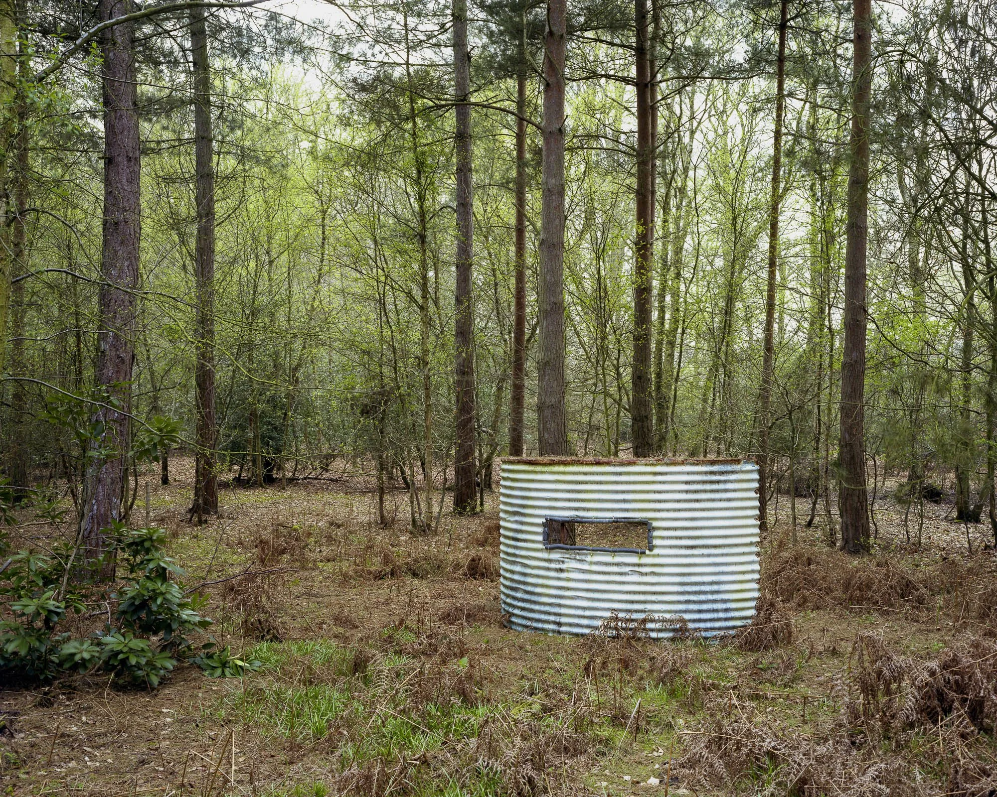 Into The Woods3.jpeg