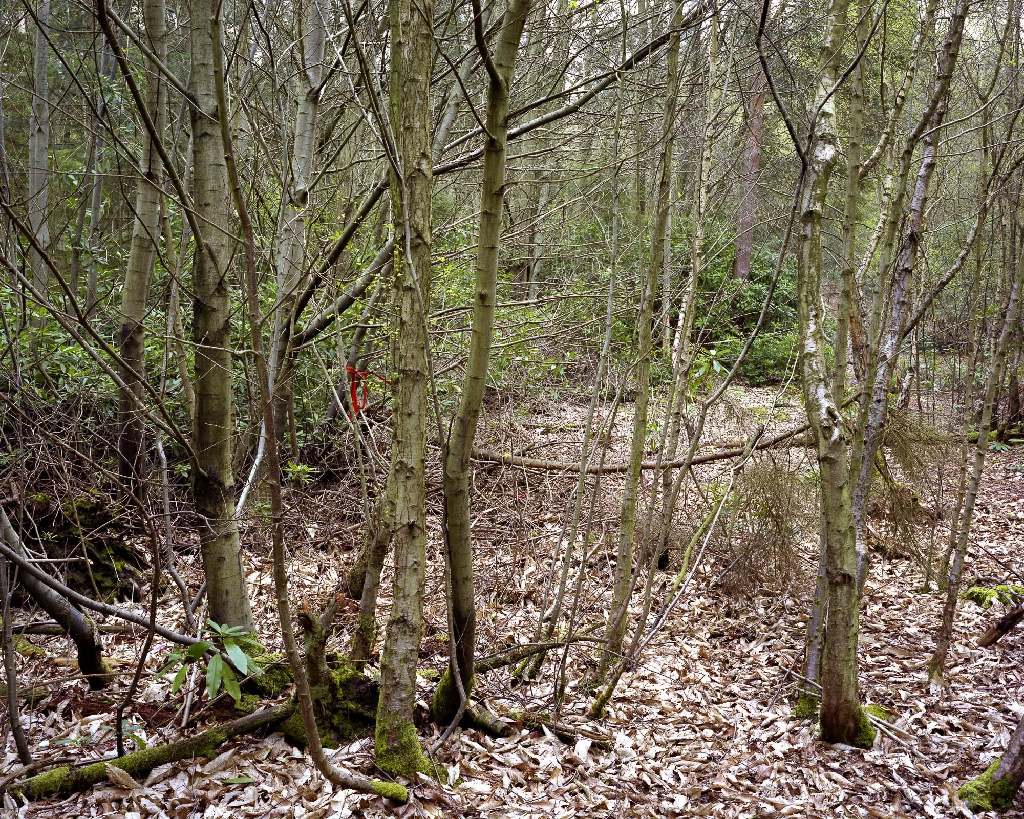 Into The Woods7.jpeg