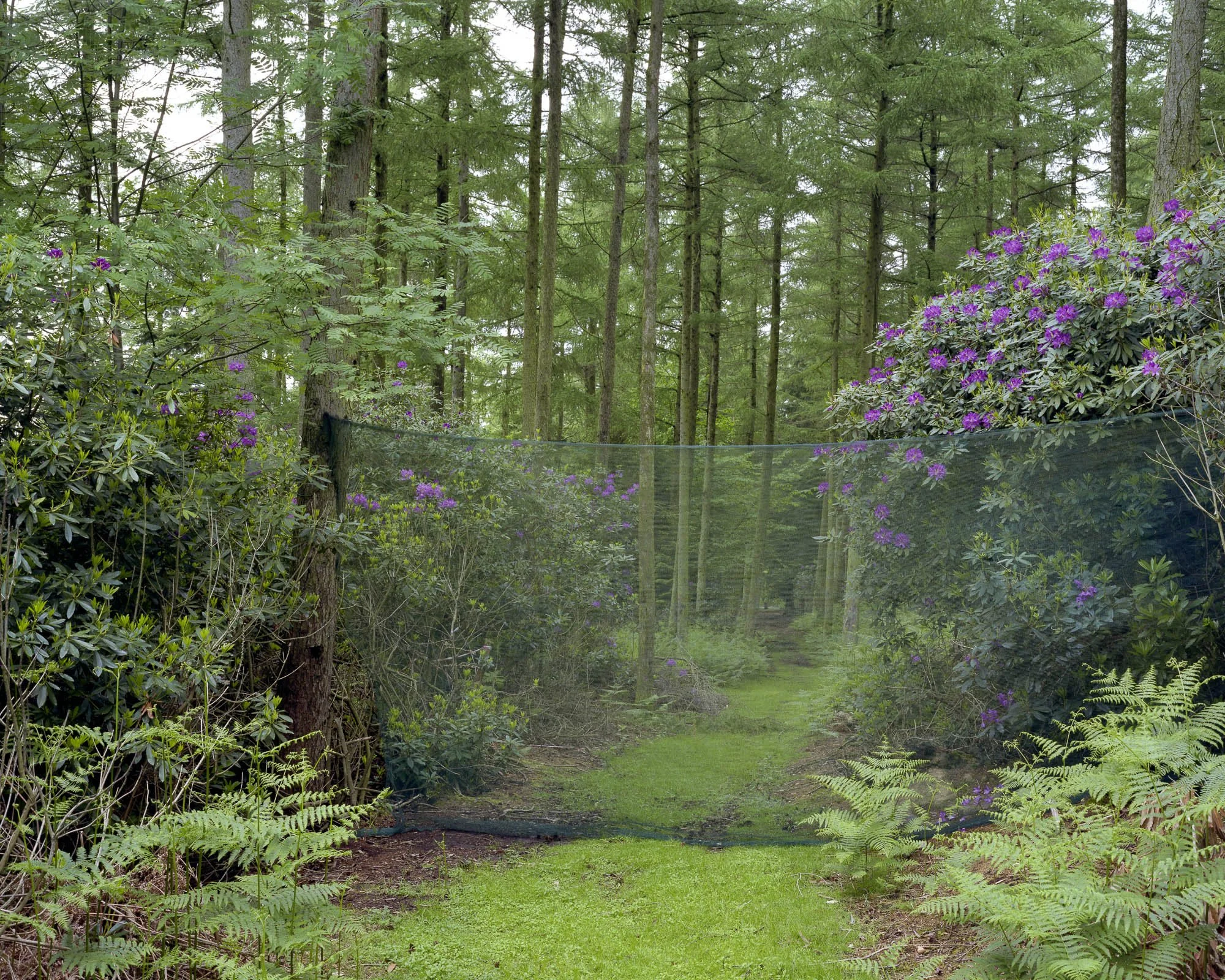 Into The Woods9.jpeg