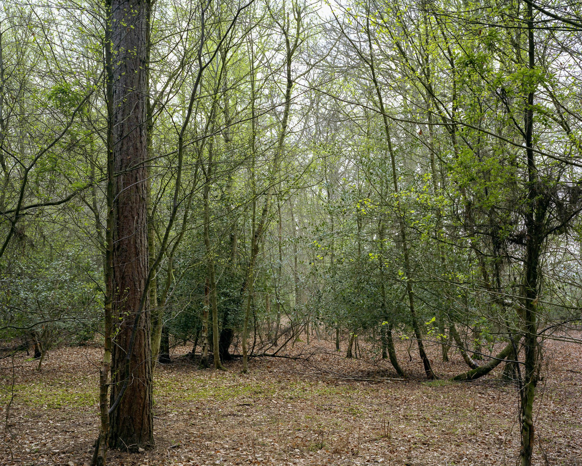 Into The Woods6.jpeg