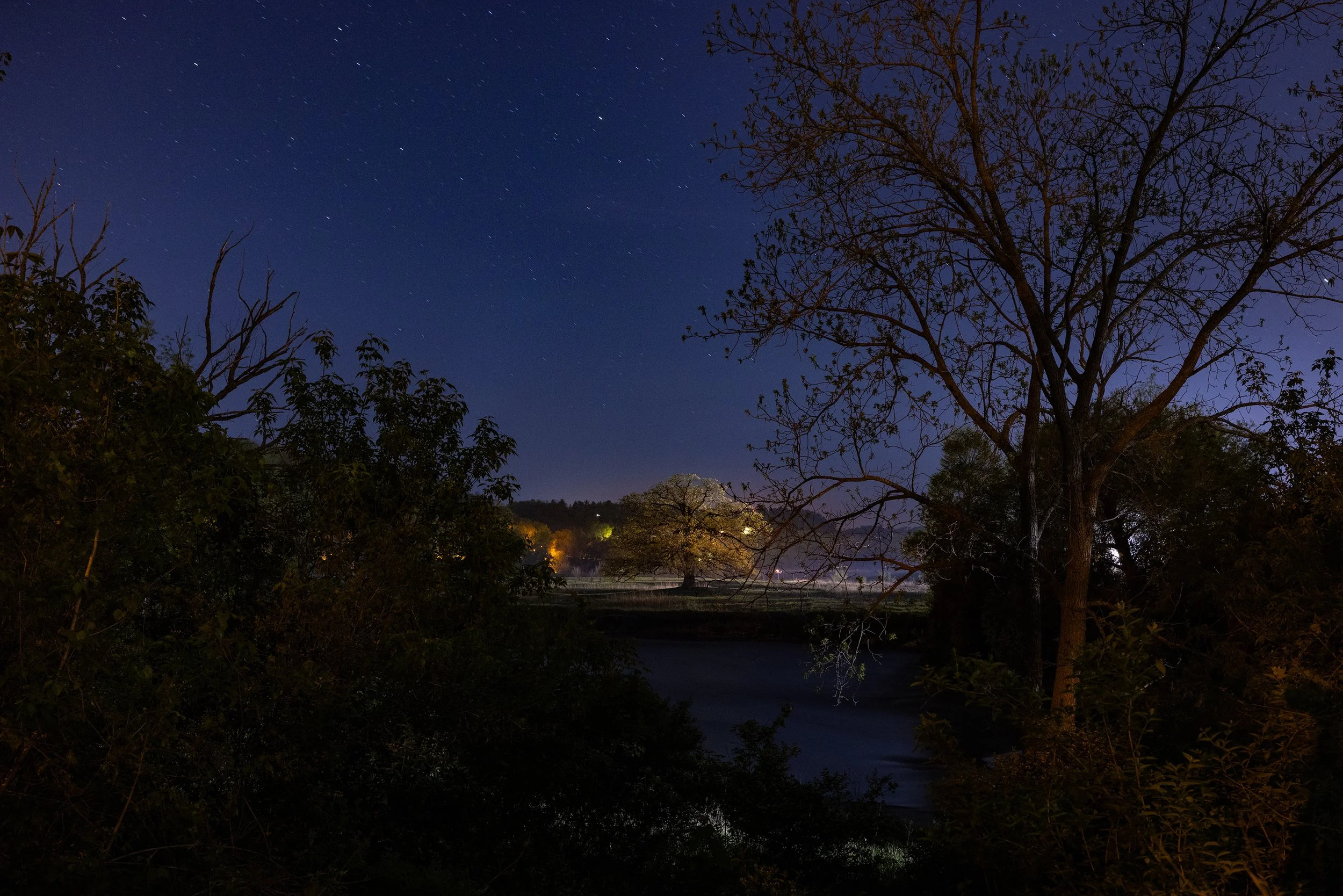Decorah Prairie Tree