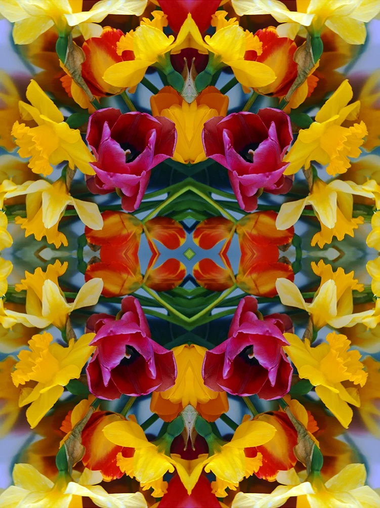 A Photographer Finds Symmetry in Gardens and Galaxies / New York Times / Victoria Burnett