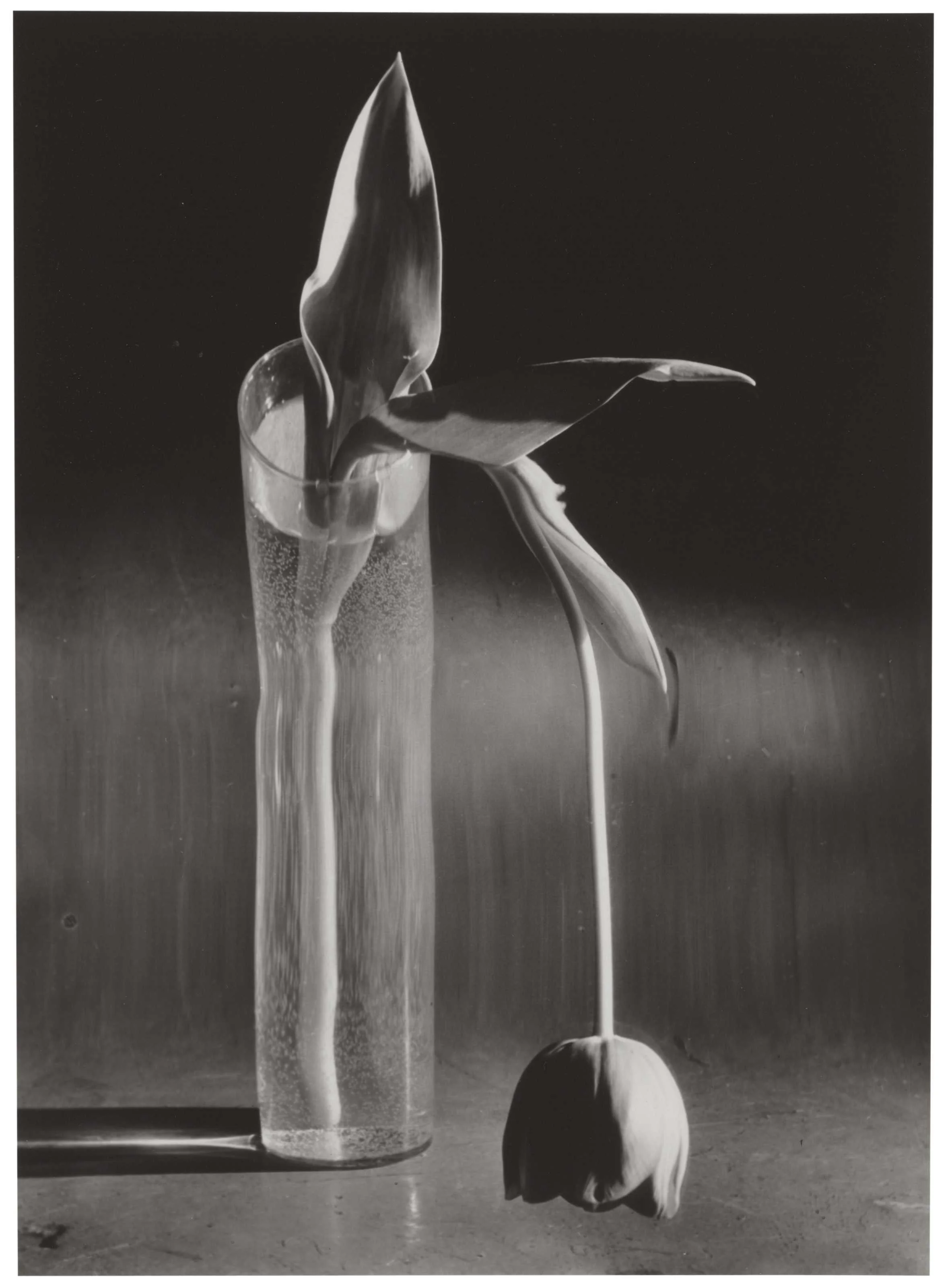 Andre Kertesz Shadows