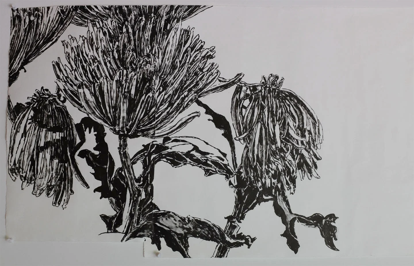 Chrysanthemums 2 , 2014 sumi ink on paper 18 x 31.5 inches (67.31 x 83.82 cm)