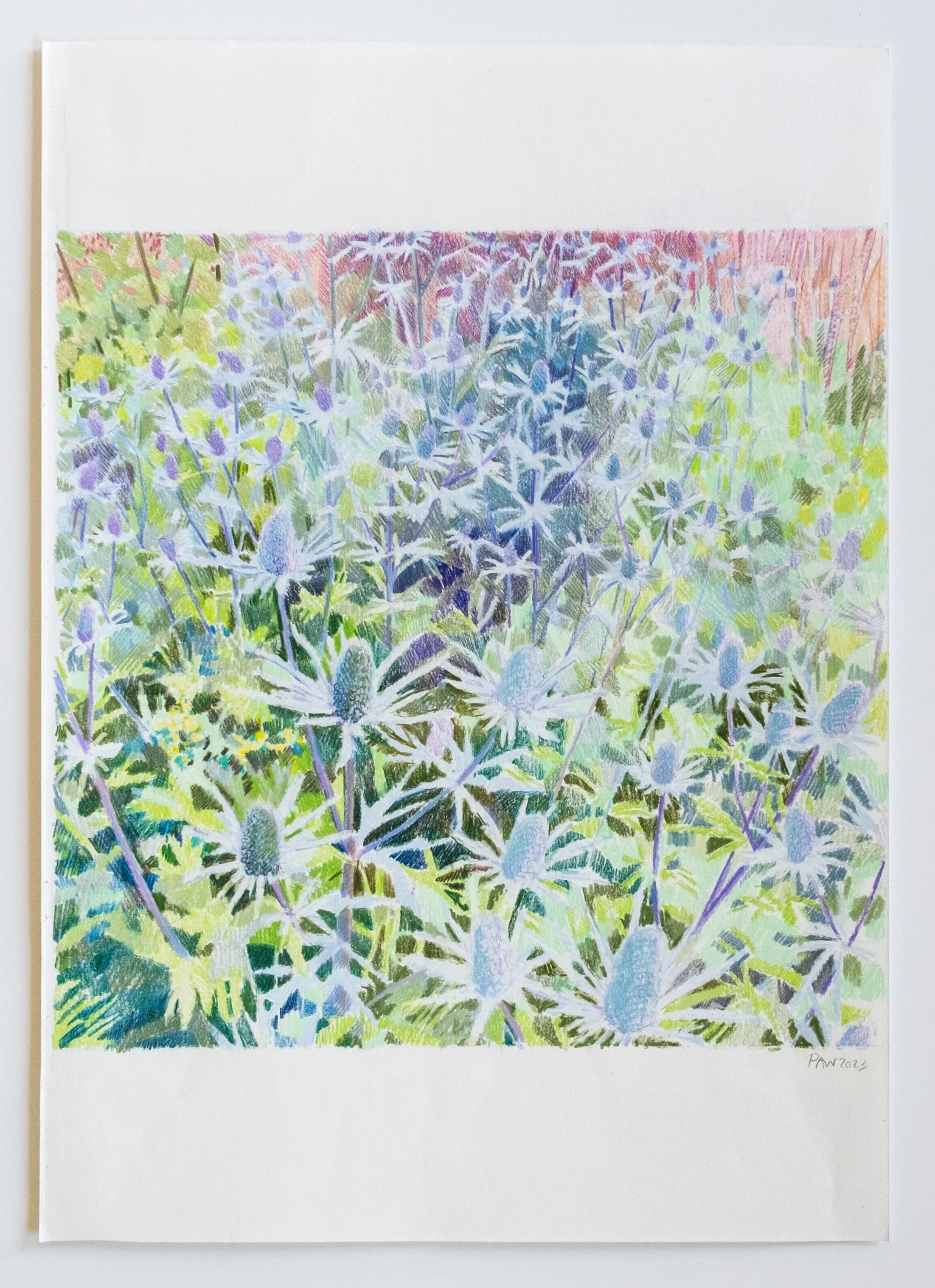   Thistles II , 2023 colored pencil on paper 16 1/2 inches x 11 7/10 inches (42 x 29.7 cm) 