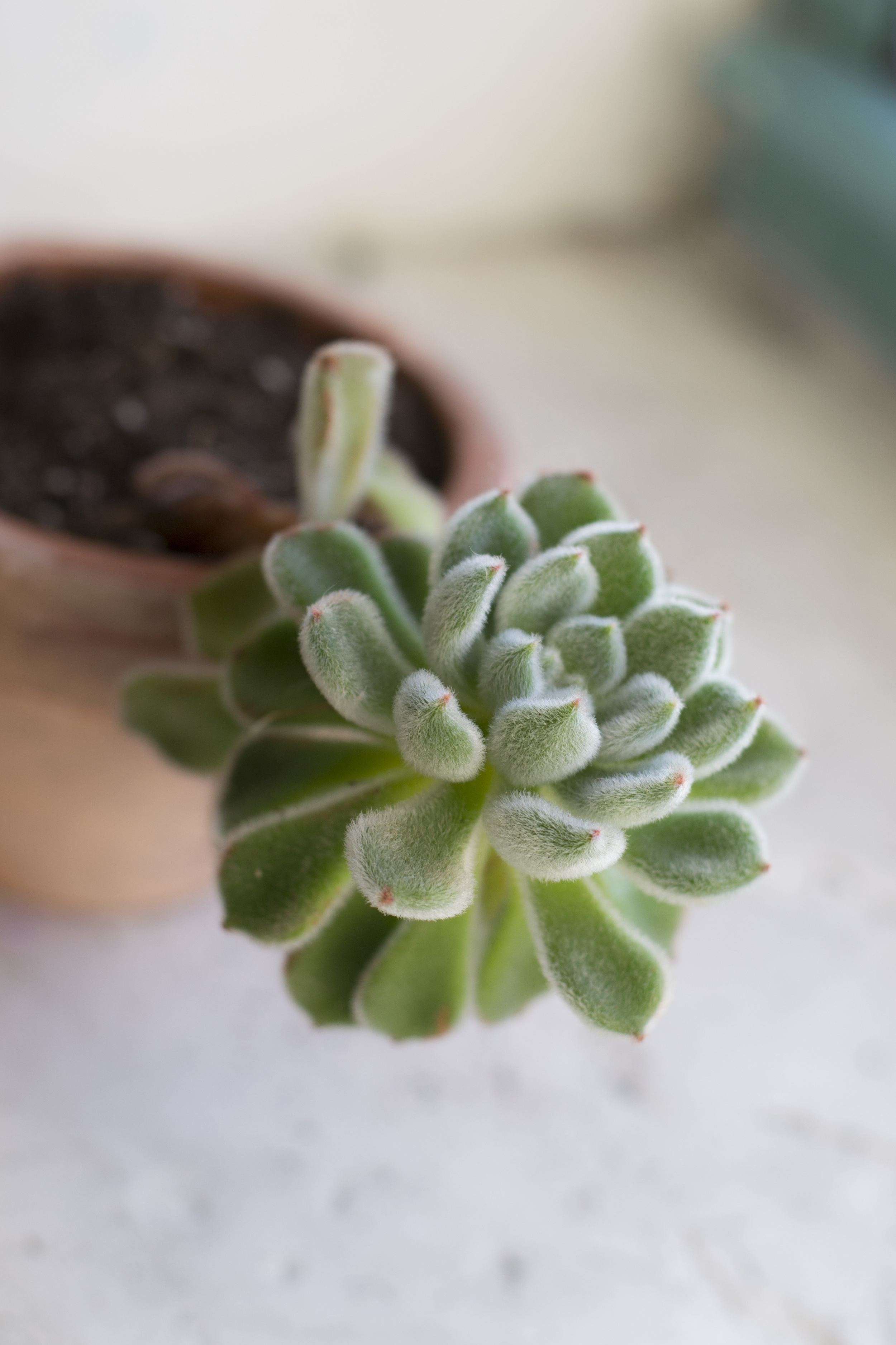 20150403_0142_ALiew_SJShanks Collab.JPG