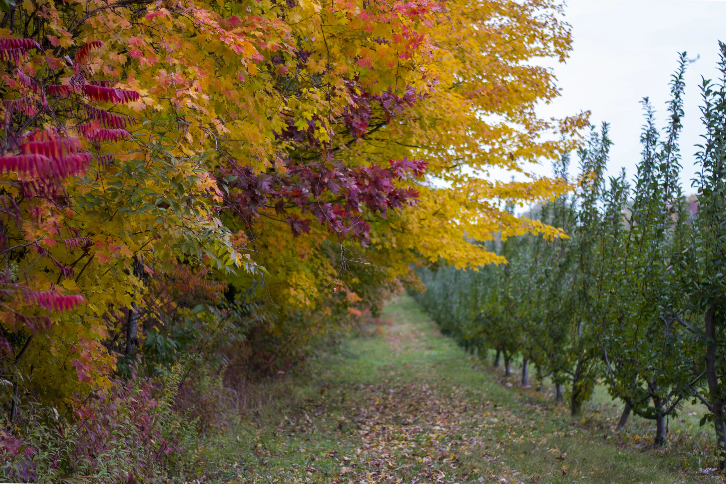 Fall Folliaging At Wright's Farm
