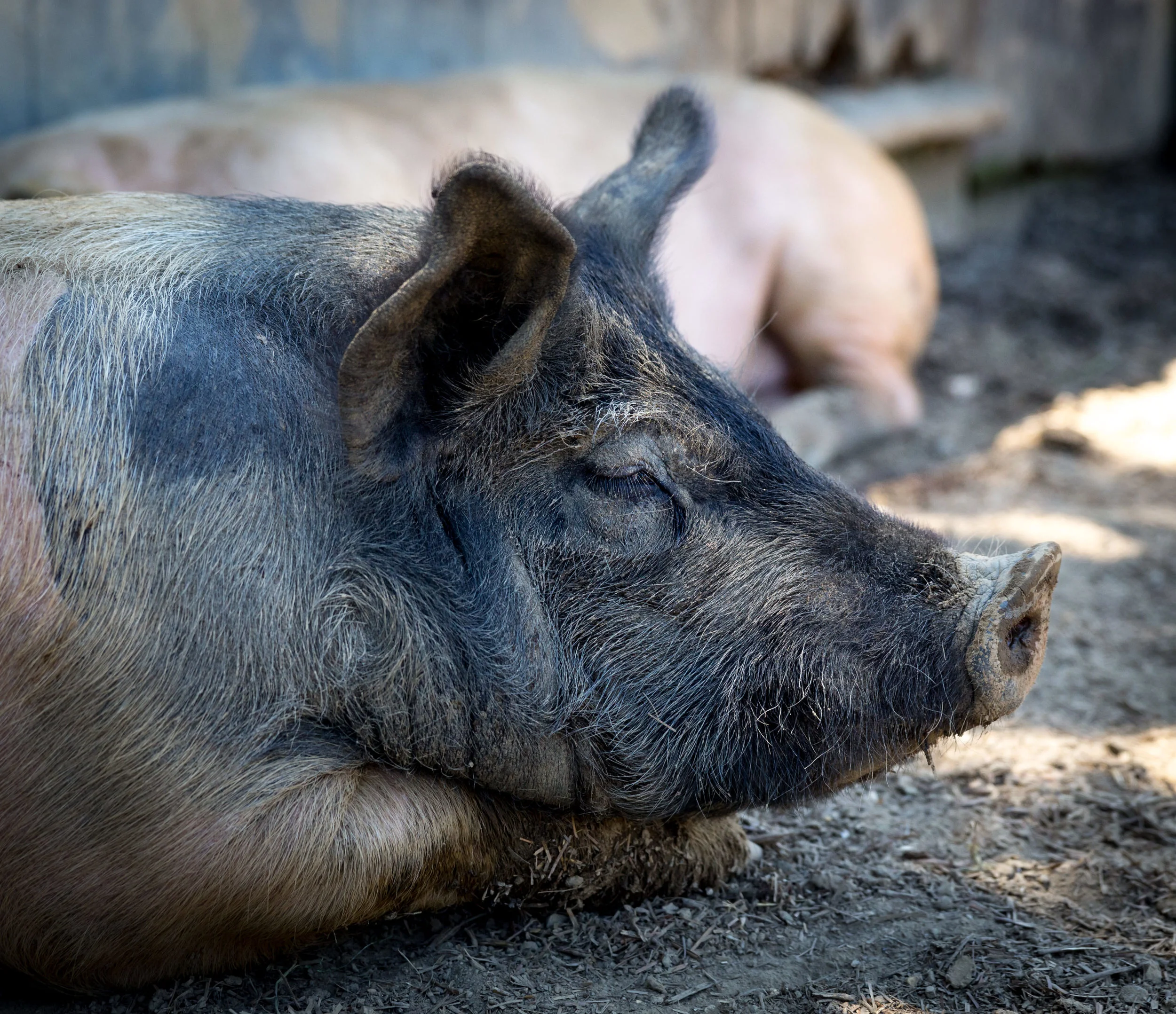 Sleeping pig.jpg
