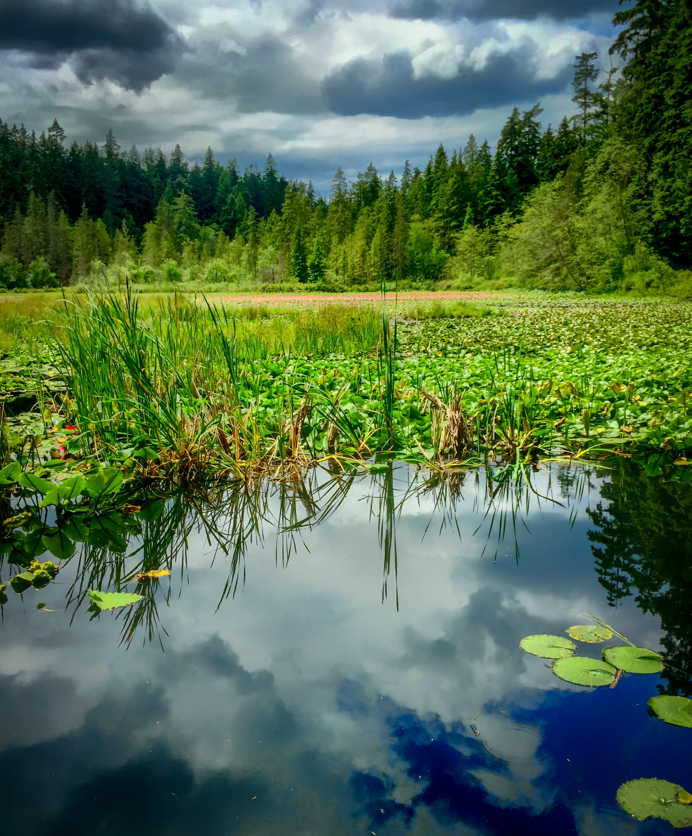 Stanley Park Pond
