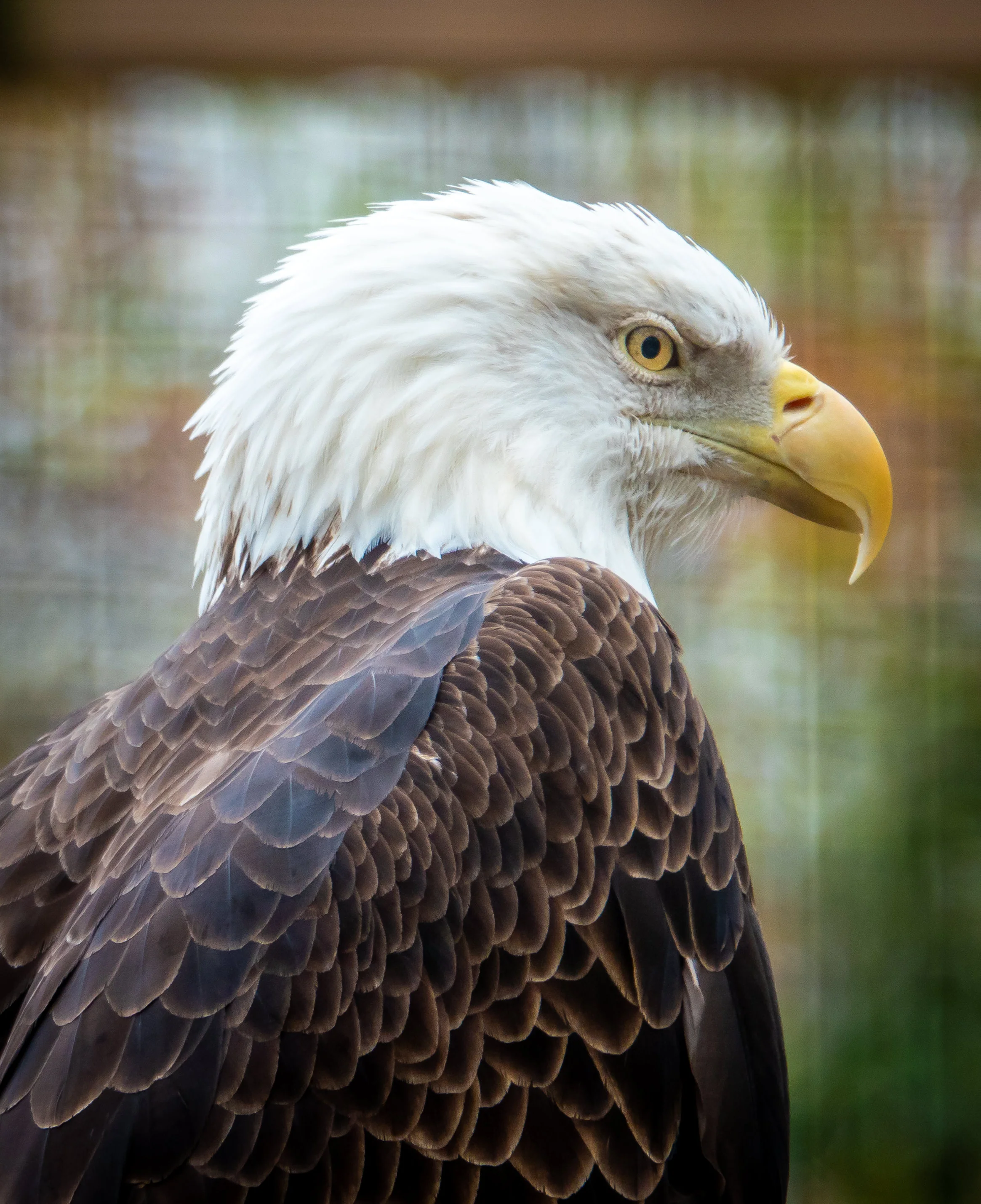 Eagle.jpg