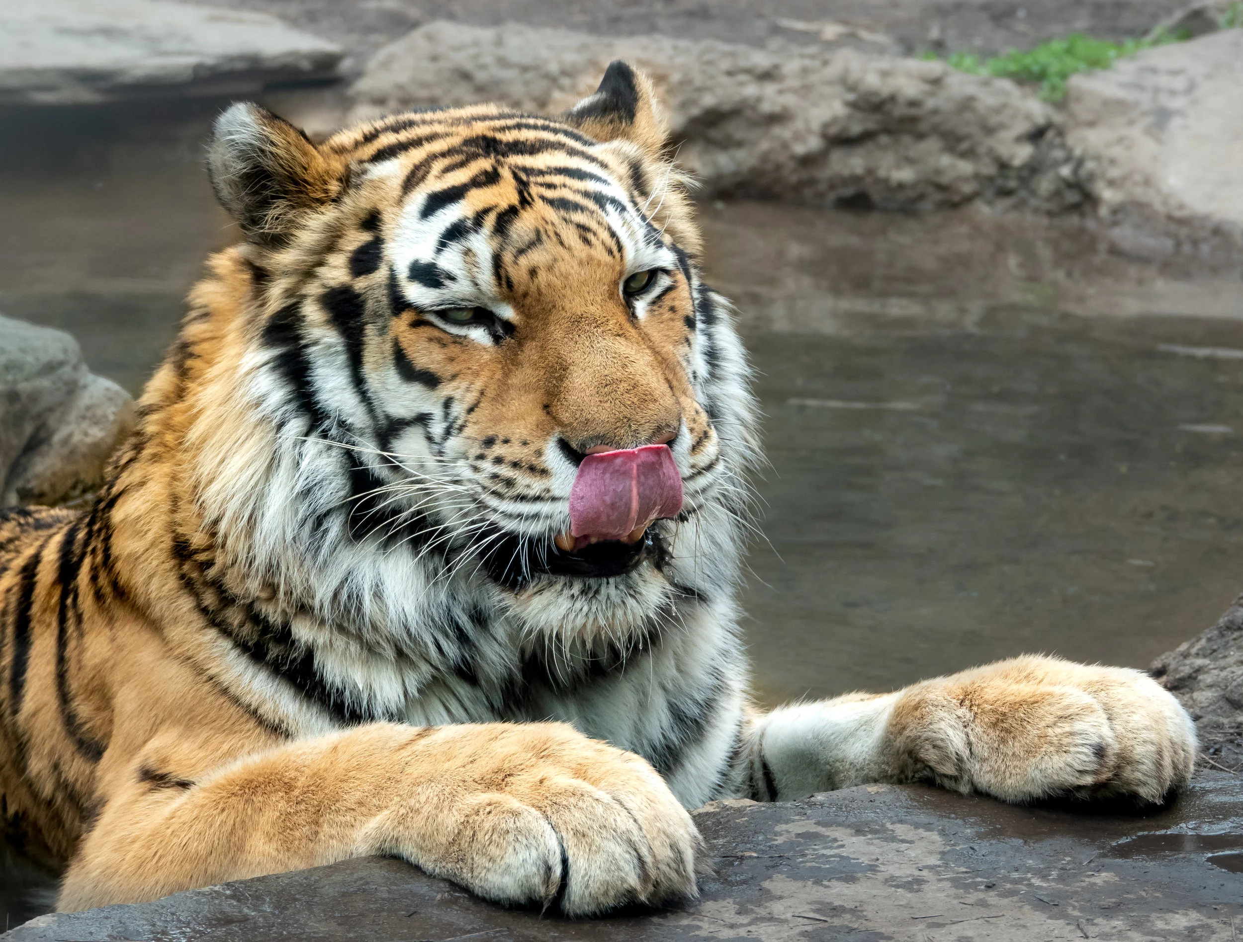 Tiger.jpg