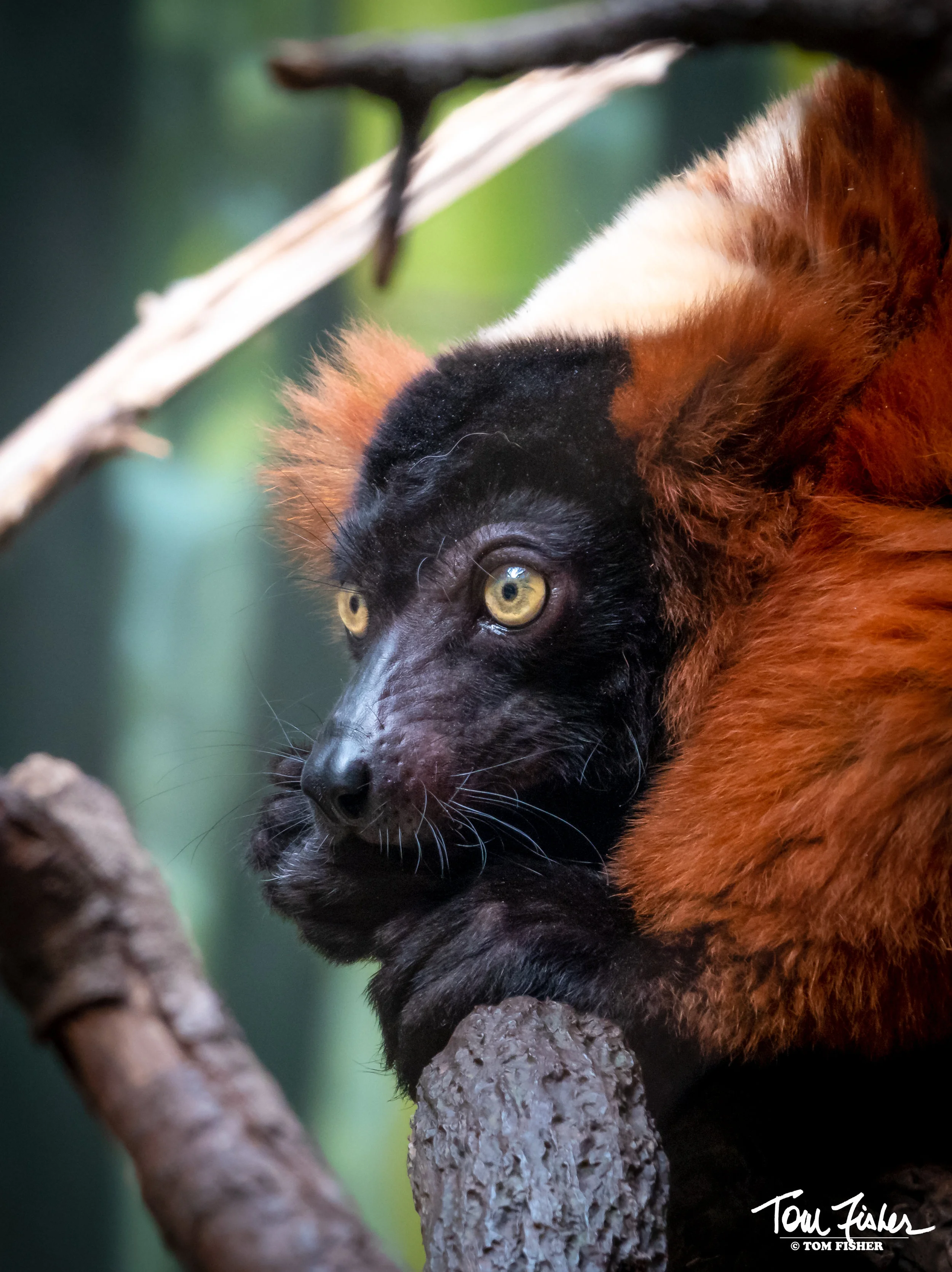Lemur at the Bronx Zoo