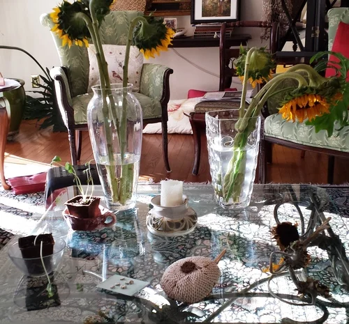 sunflower+life+cycles+2[1].jpg