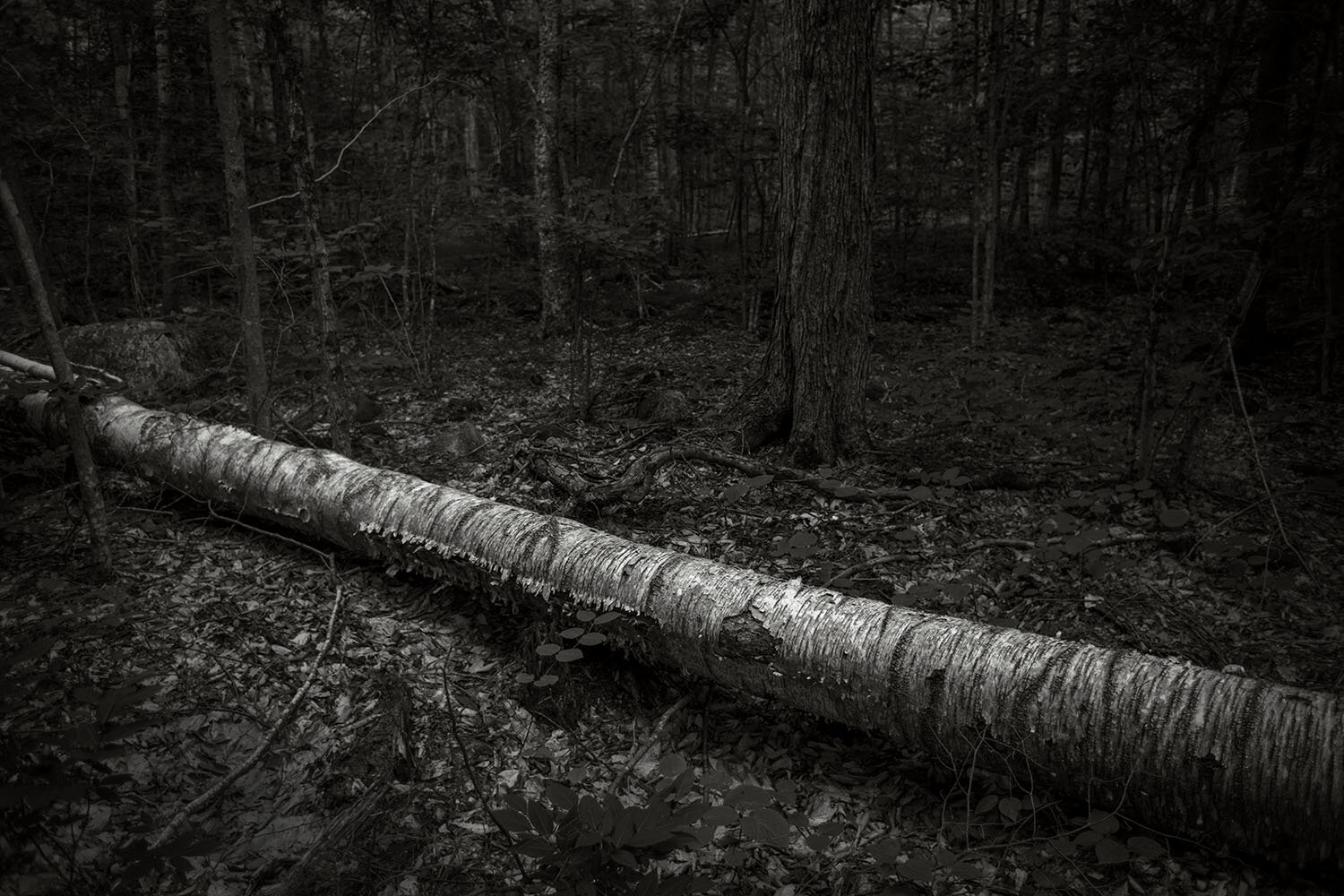 fallen-birch.jpg