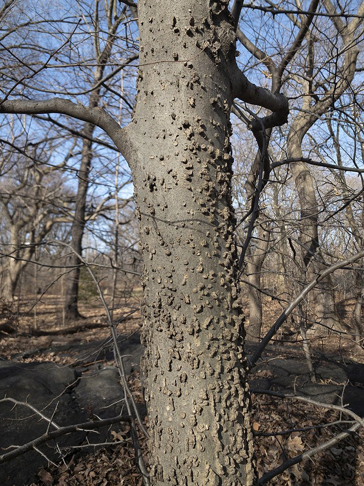  hackberry,  Celtis occidentalis  