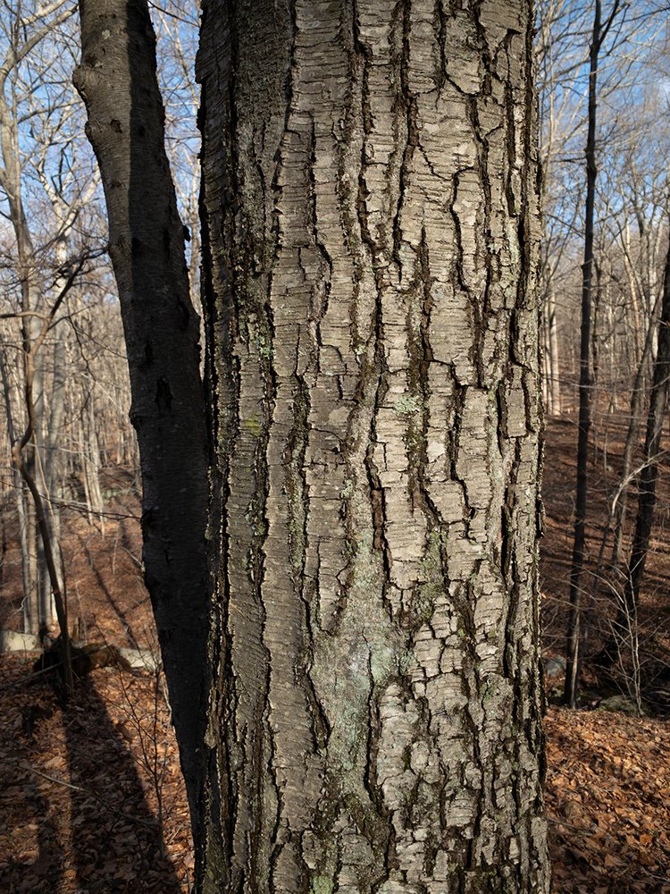  black birch,  Betula lenta  