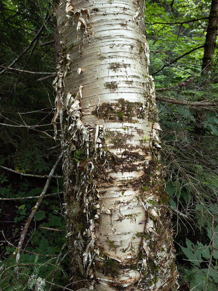  yellow birch,  Betula alleghaniensis  