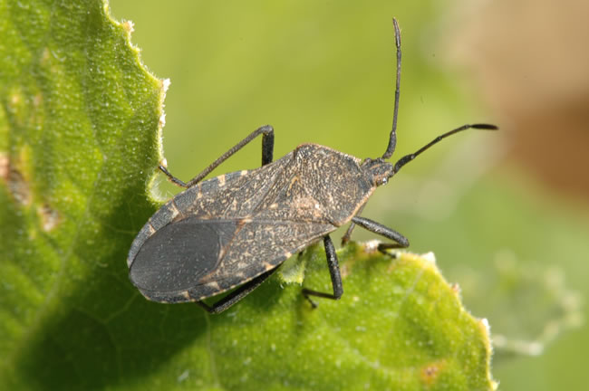 SQUASH BUG