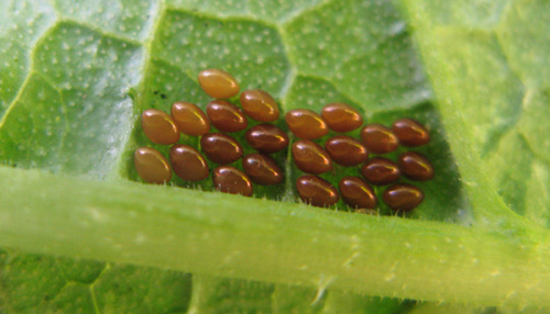 SQUASH BUG EGGS