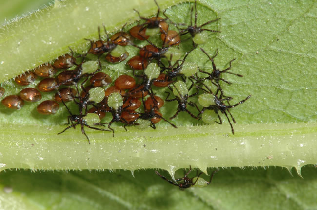 SQUASH BUG-LETS