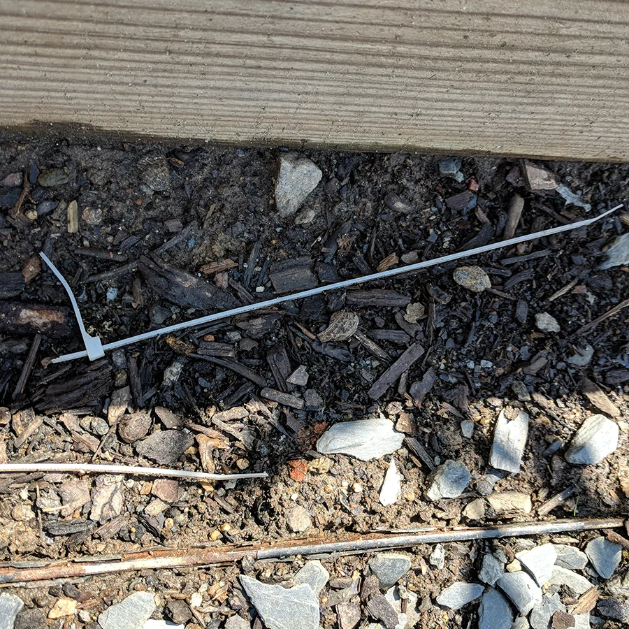 A ZIP TIE FROM AN ESPALIER