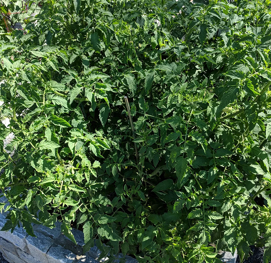 SUNLIGHT CAN ONLY REACH THE OUTSIDE OF THIS PLANTING, LEAVING THE INSIDE TO HARBOR DARK, MOIST THINGS THAT WILL EAT YOUR FOOD BEFORE YOU CAN.
