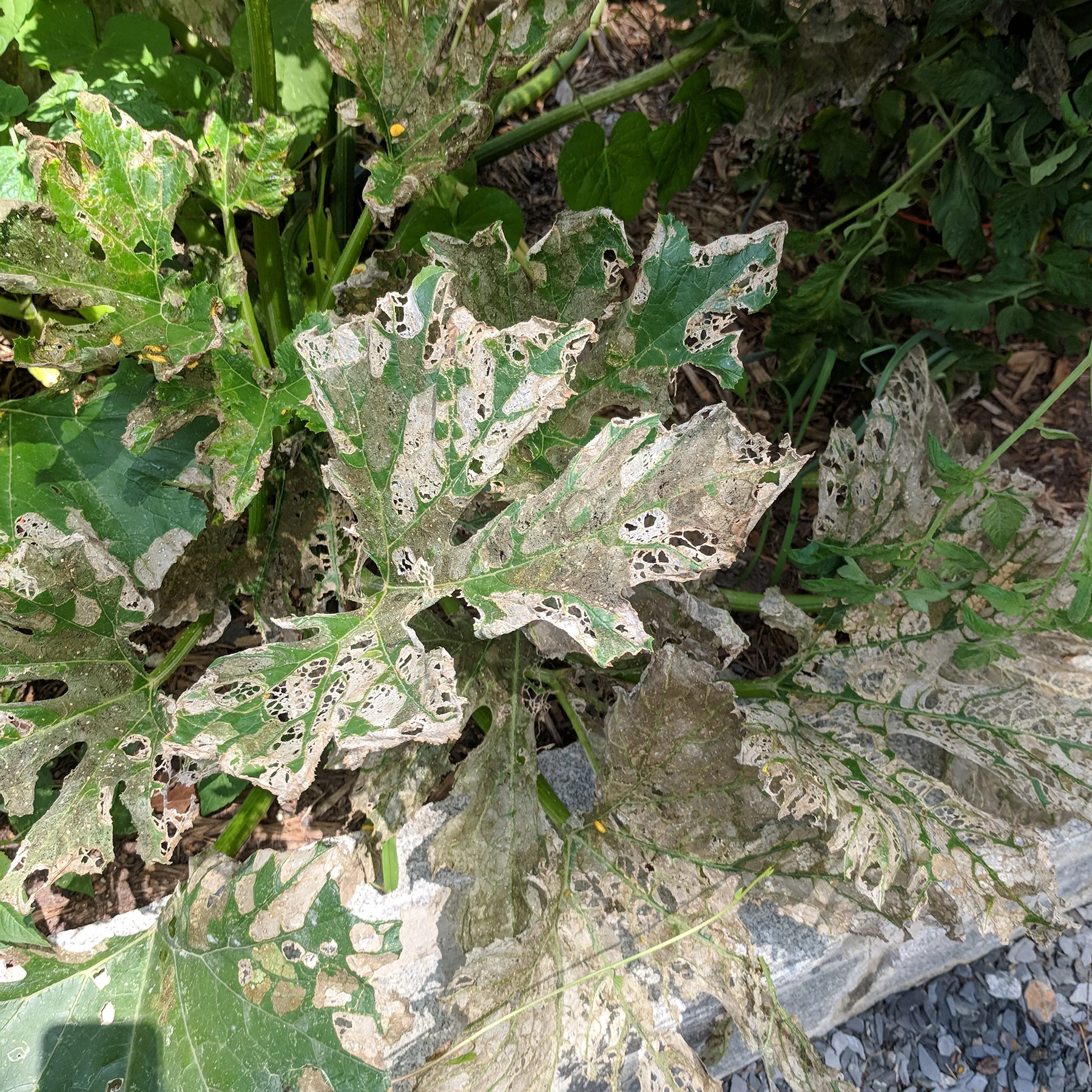 SQUASH PLANT DESTROYED BY SQUASH BEETLES AND THEIR LARVAE