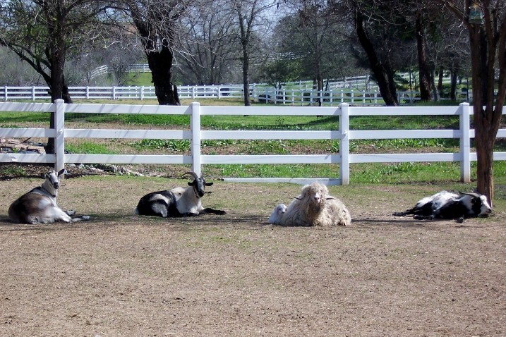 Goats 3-18-09.jpg