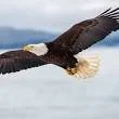 Eagle 1.jfif