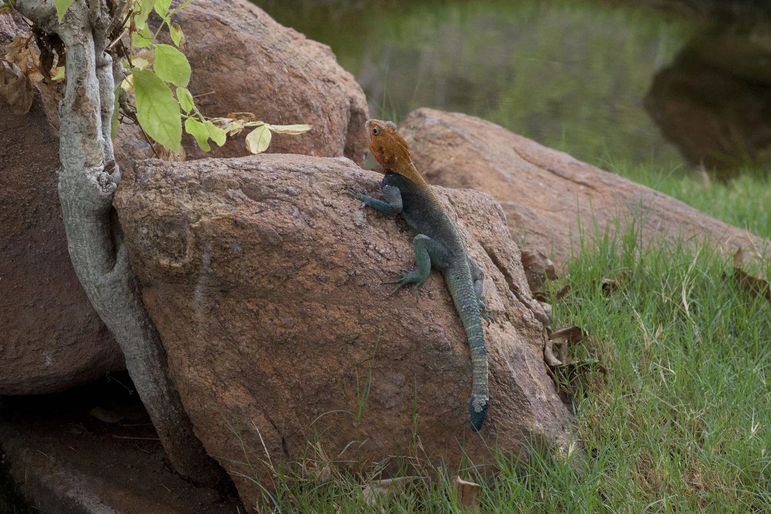 IMG_8633 - Version 2.JPG