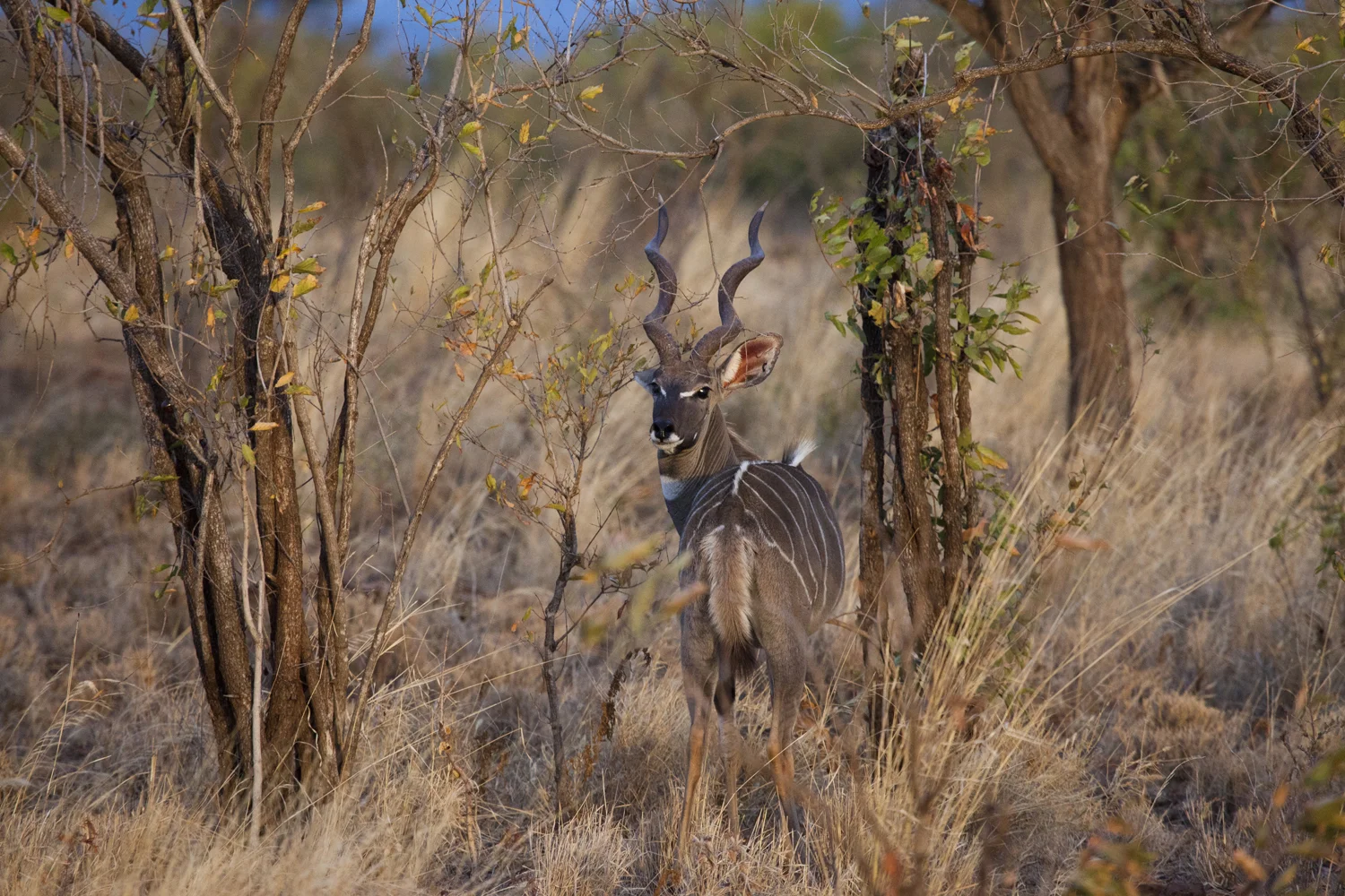 IMG_8705 - Version 2.JPG