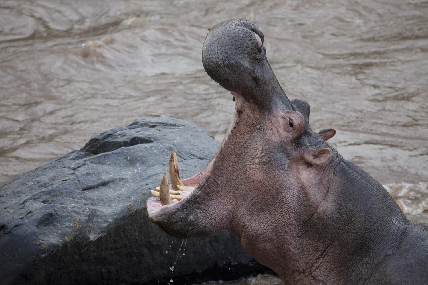 IMG_9816 - Version 2.JPG