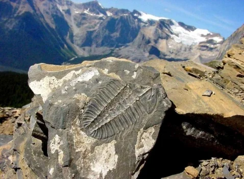 Burgess Shale Trilobite sm.jpg