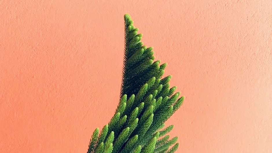 Plant.jpg