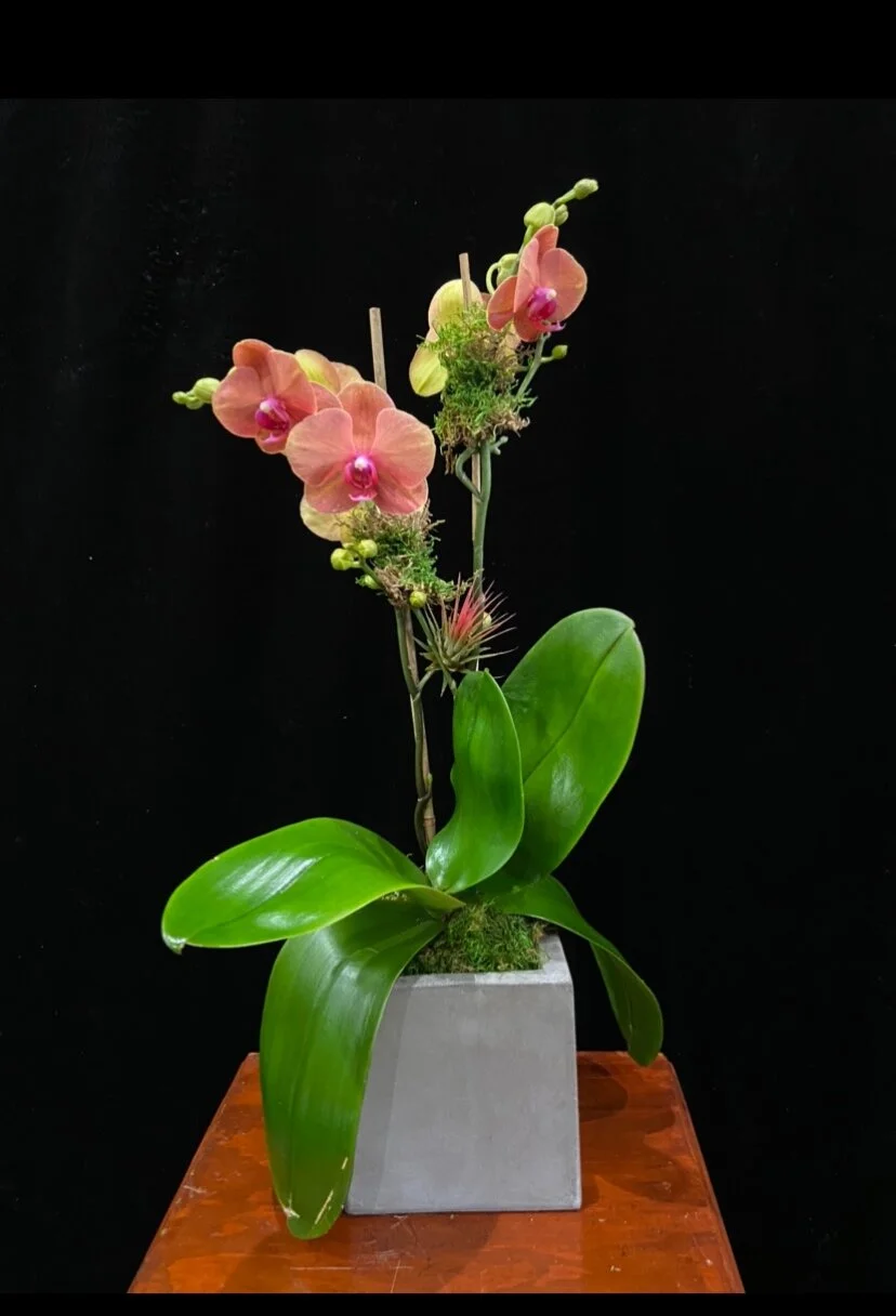 2 Spike Coral Phalaenopsis Orchid with an Air Plant  URBAN FLOWERS