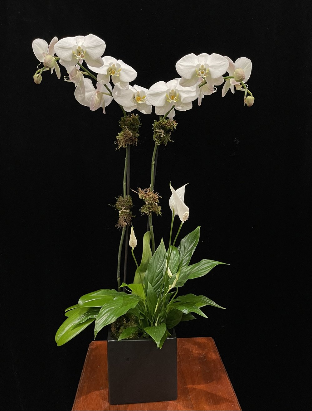 2 Spike White Phalaenopsis Orchid Plants with moss clusters and a Peace  Lily — URBAN FLOWERS