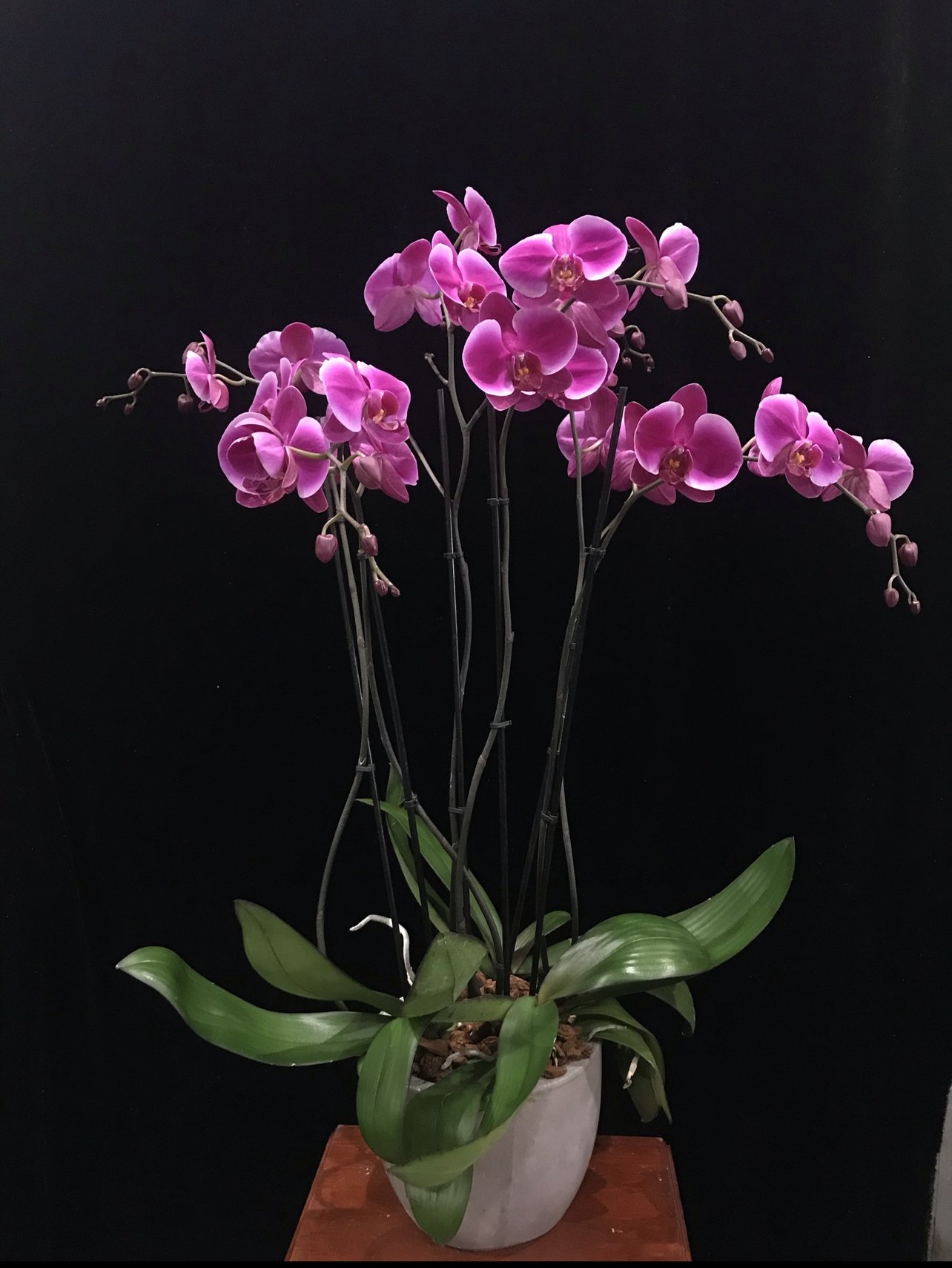online-magenta-orchids-6-spikes.jpeg
