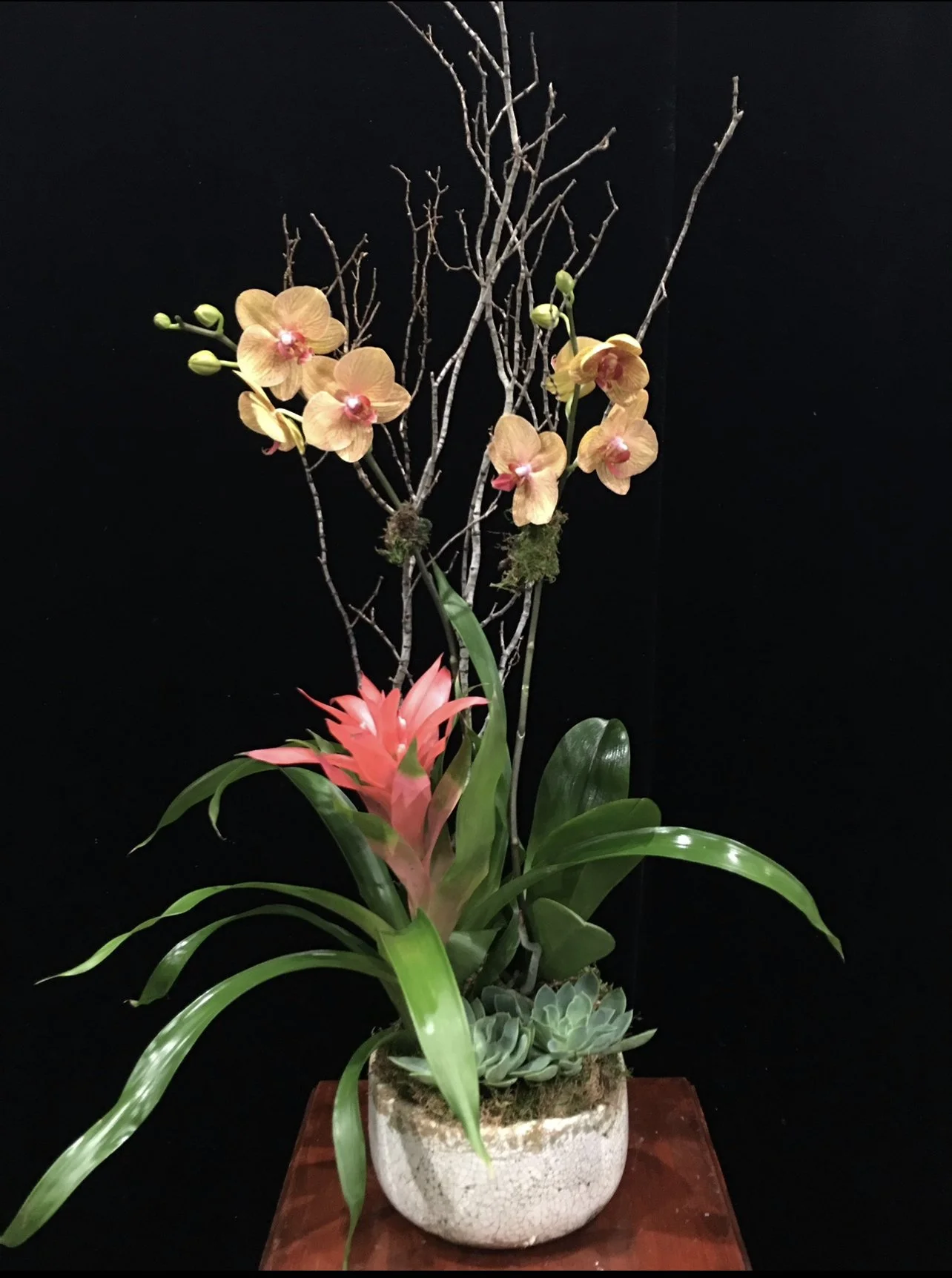 orchids-branches-bromeliad-succulents.jpeg