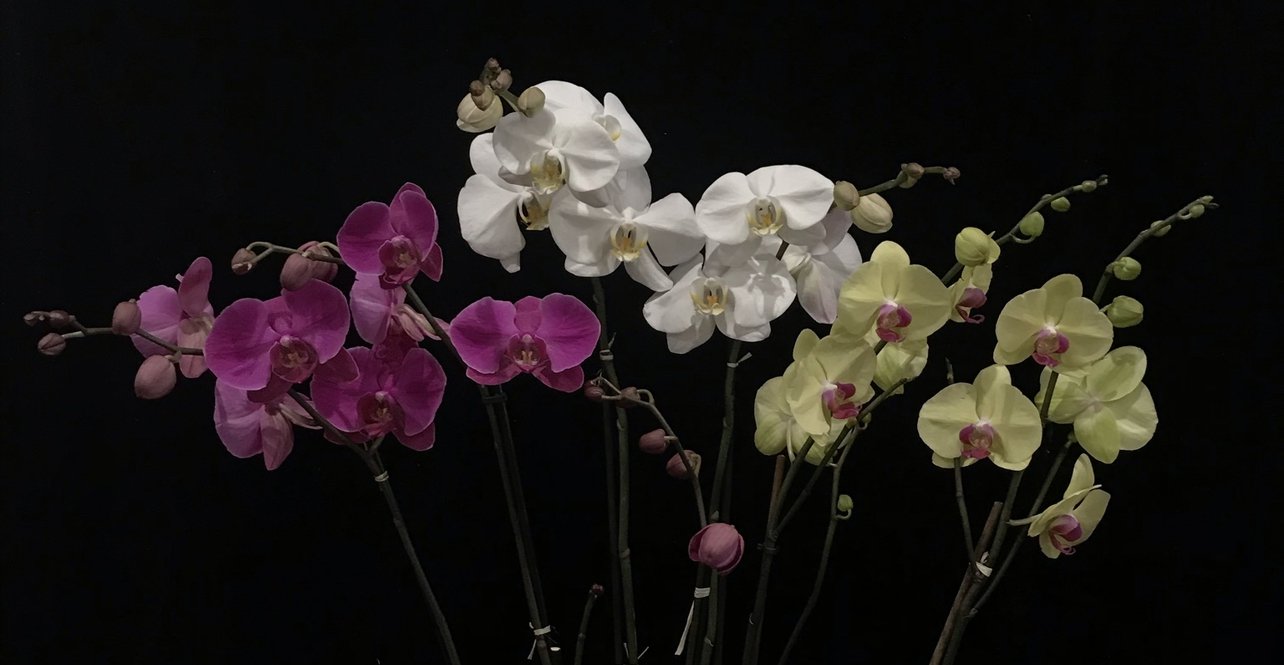 background-orchids-online.jpeg
