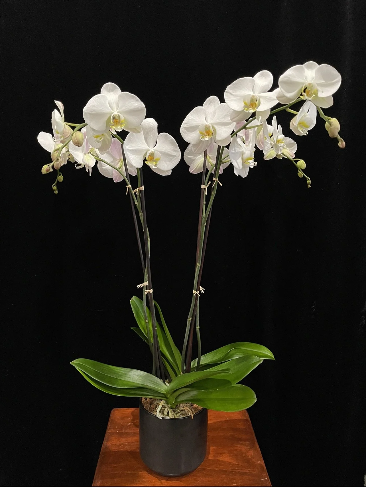 4spike-white-phalaenopsis-orchids.jpeg