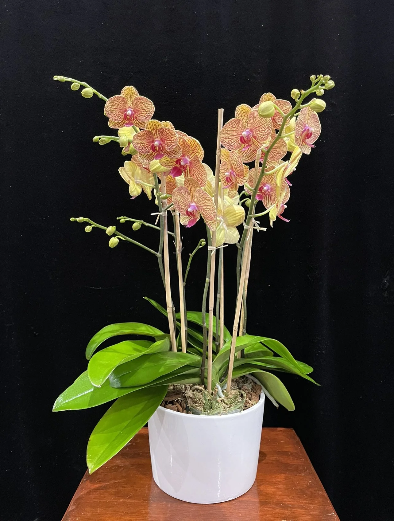 6spike-orange-phalaenopsis-orchid-plant.jpeg