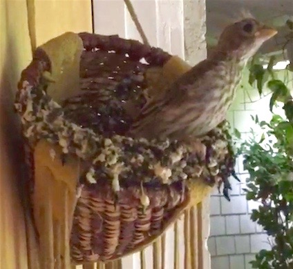 Baby bird cleared for takeoff! Photo: Gabriela Castelán