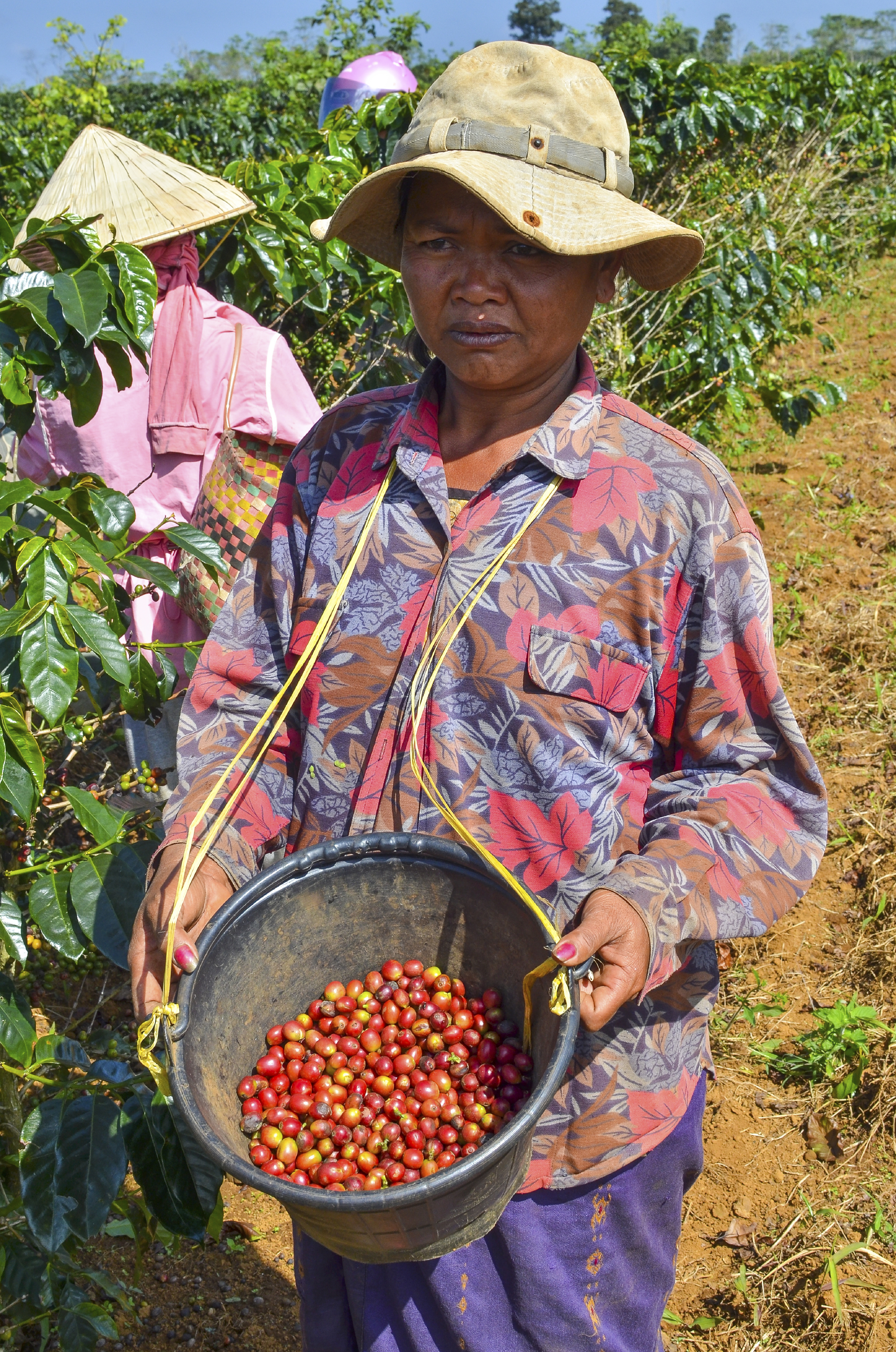 Female-farmer-with-a-bucket-of-red-arabica-coffee-berries-000037534418_Large.jpg