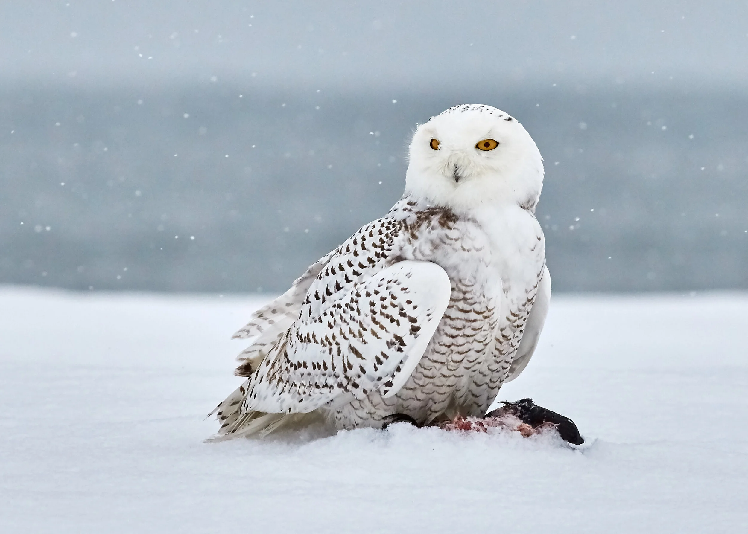 Why the Snowy Owl? — Snowy Owl Coffee Roasters