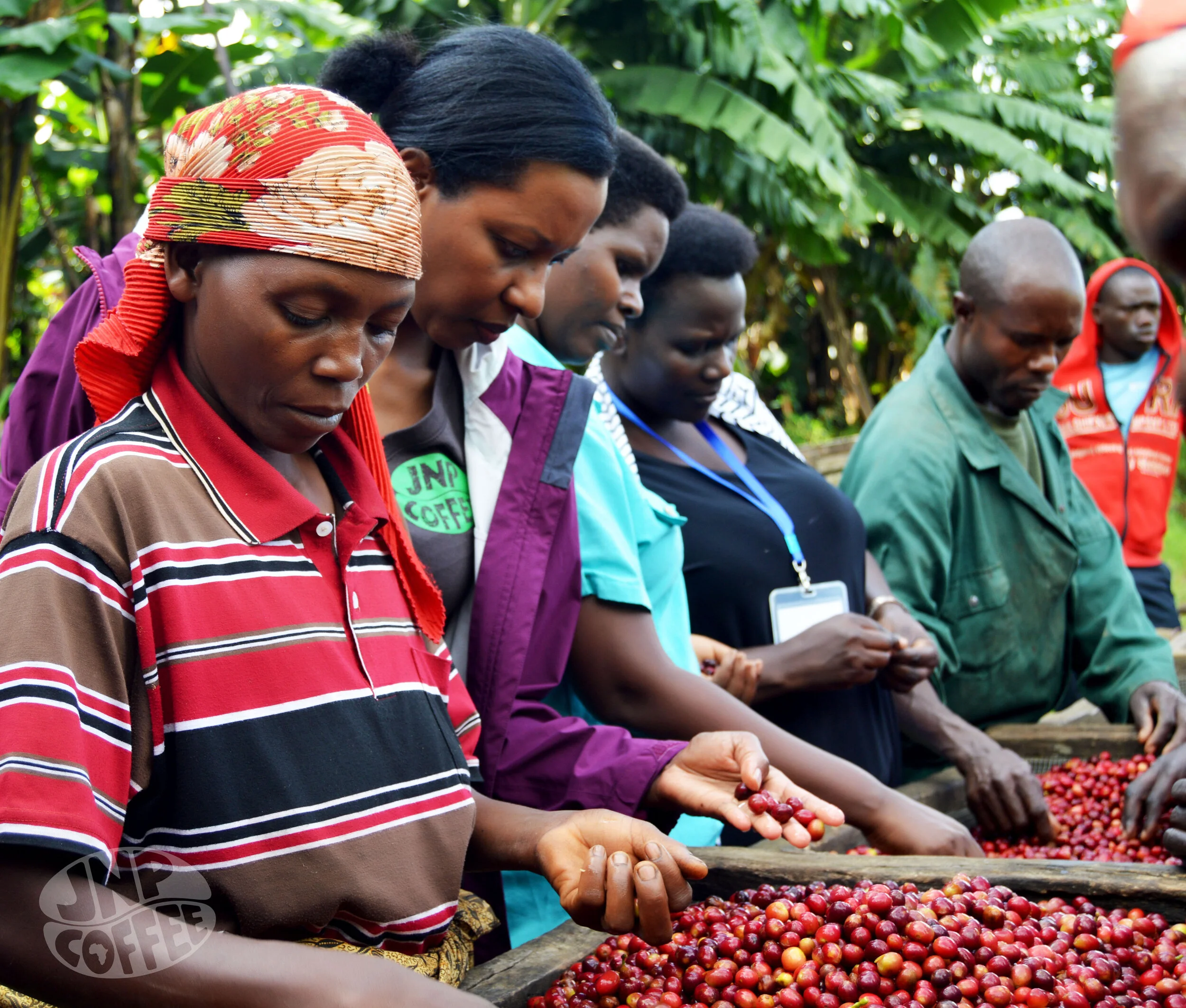 Read this blog to learn what sets Burundi coffee beans apart, including their unique characteristics and the craftsmanship behind their cultivation.
