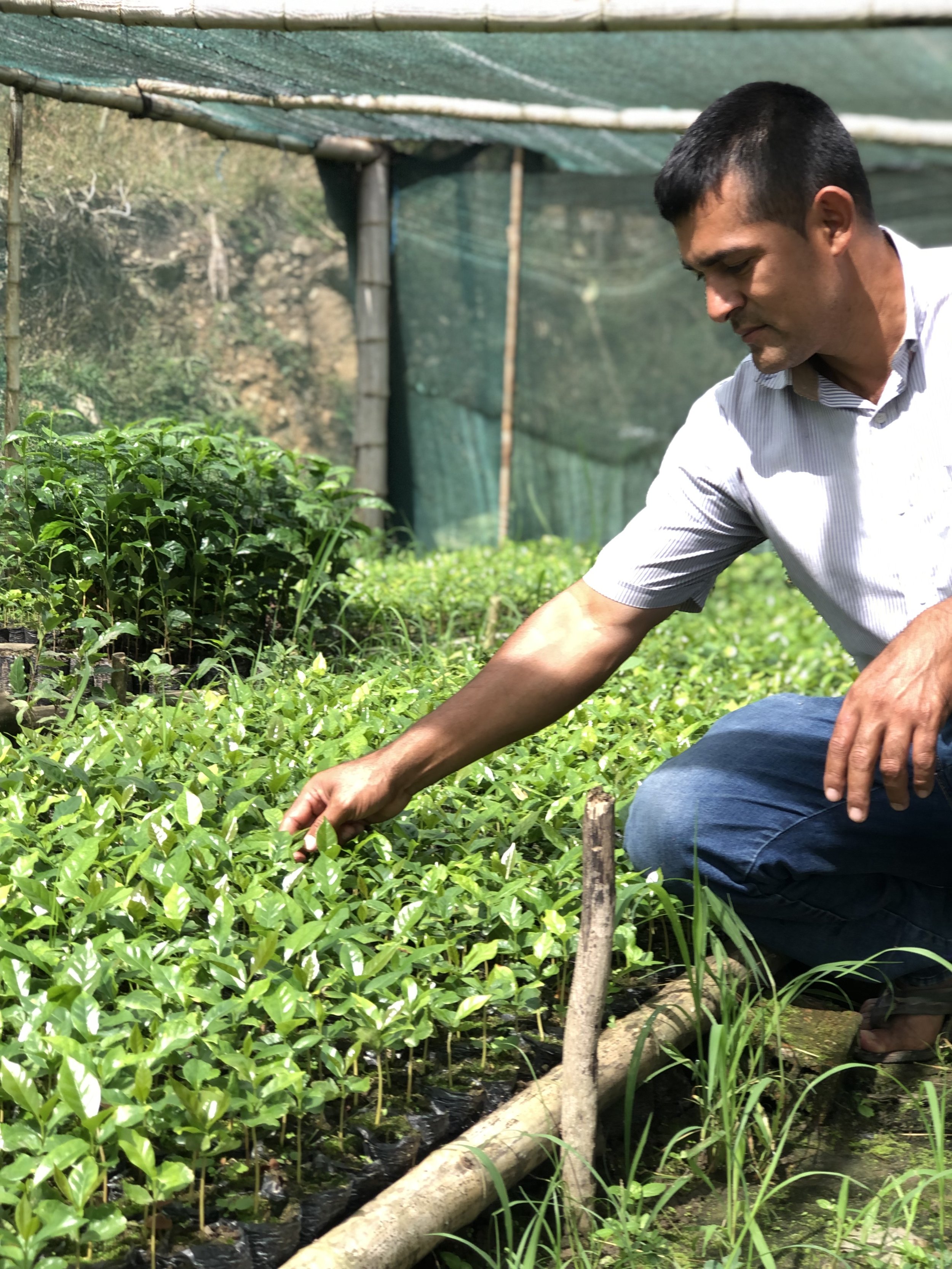 Learn how traditional Inka farming techniques shape modern coffee production through our latest Peruvian espresso blend, sourced directly from historic mountain terraces.