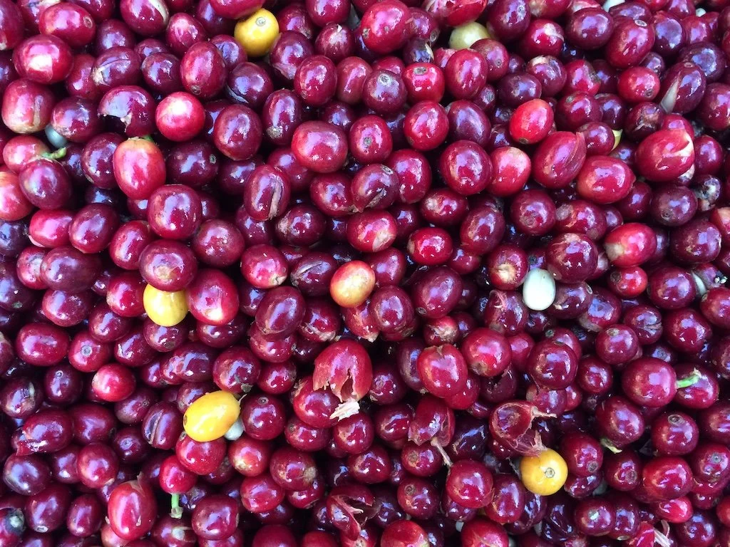 Coffee certifications explained here in Snowy Owl's blog - what they mean & why we go beyond. Learn about our commitment to truly sustainable coffee.