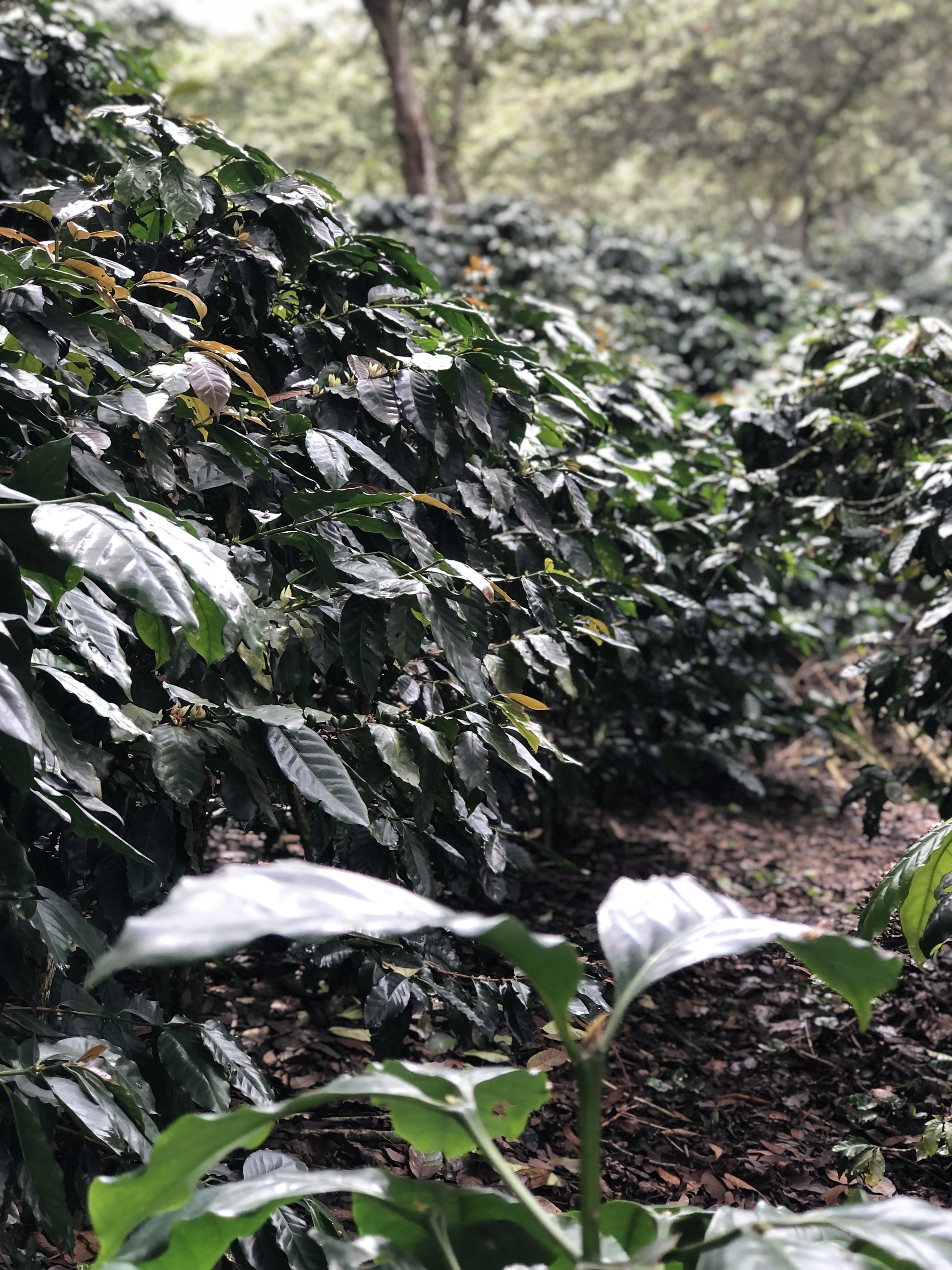 Dive into the rich heritage behind Snowy Owl's new Peruvian single origin espresso, where ancient Inka farming traditions meet modern specialty coffee production in the Andean mountains.