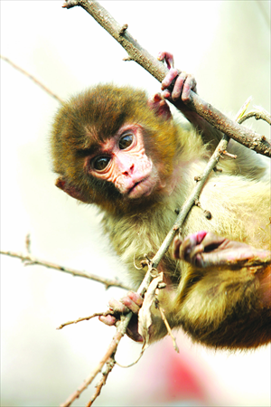 A rhesus monkey sparked primate panic at Dongdan Park.