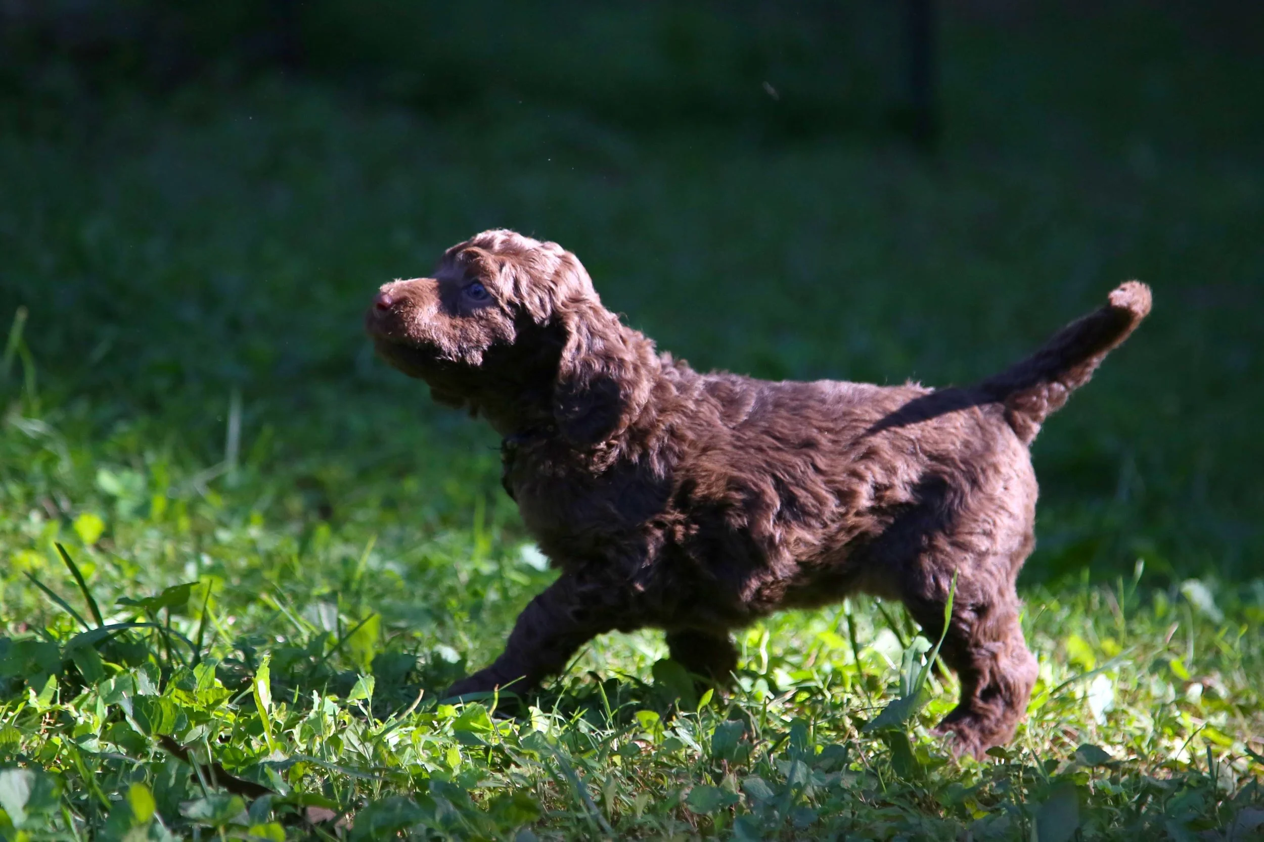 “E” litter puppy on the go!!